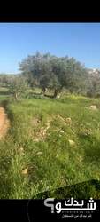 ارض مناسبة لعمل عزب 0593636823